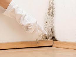 Mold Documentation for Insurance Claims in Middleport, OH